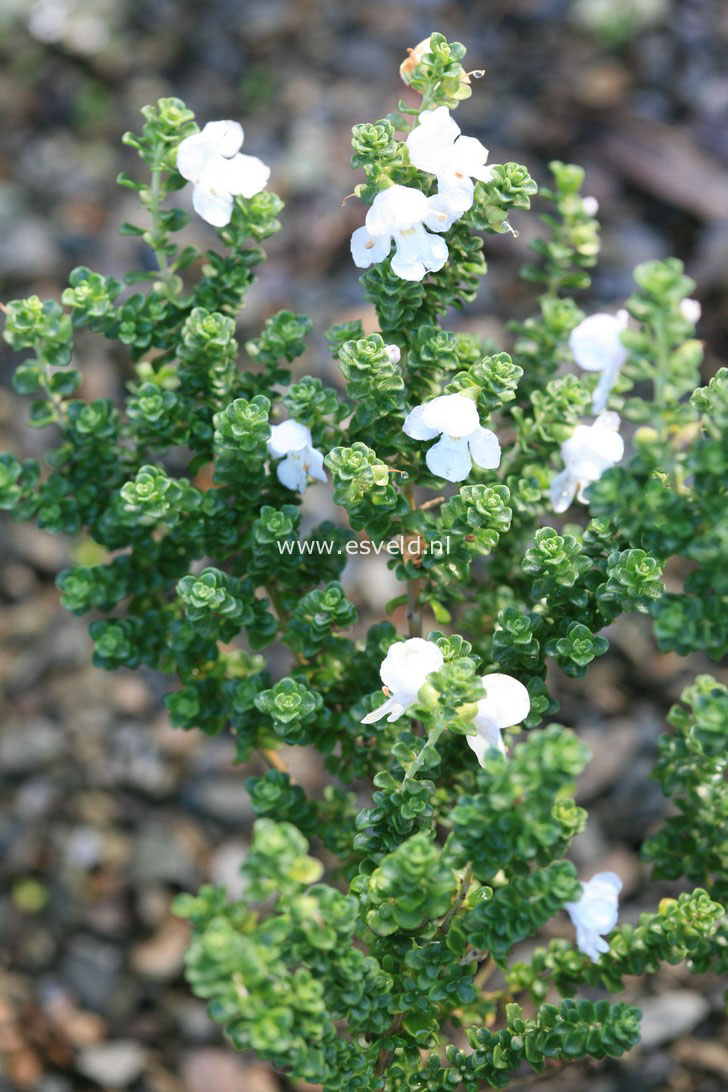 Prostanthera cuneata