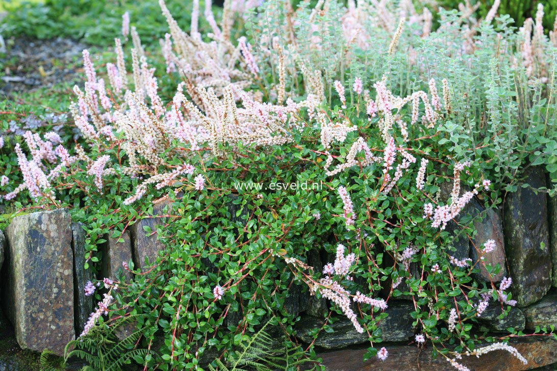 Persicaria vaccinifolia