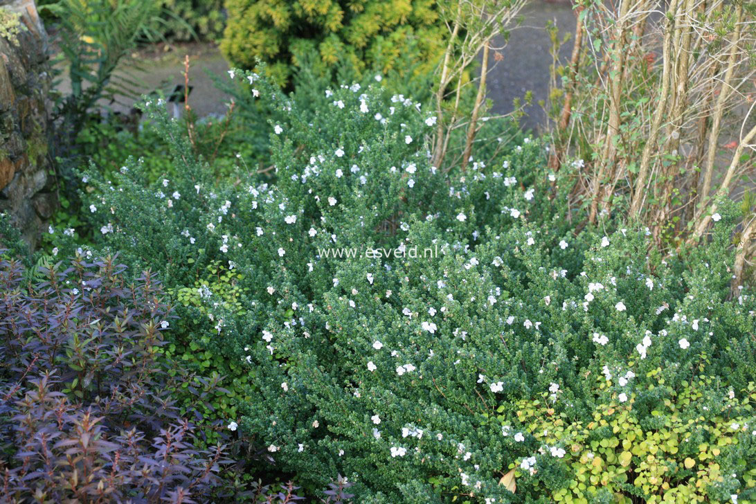 Prostanthera cuneata