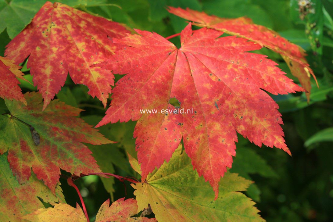 Acer japonicum 'Vitifolium'