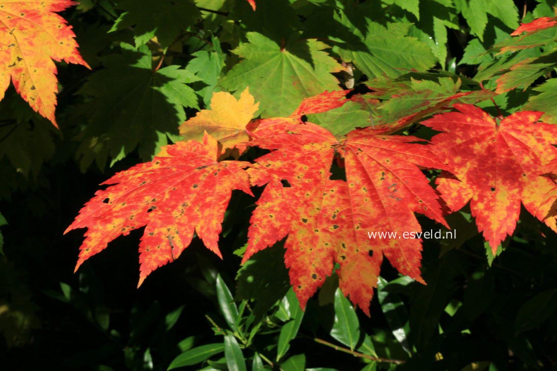 Acer japonicum 'Vitifolium'