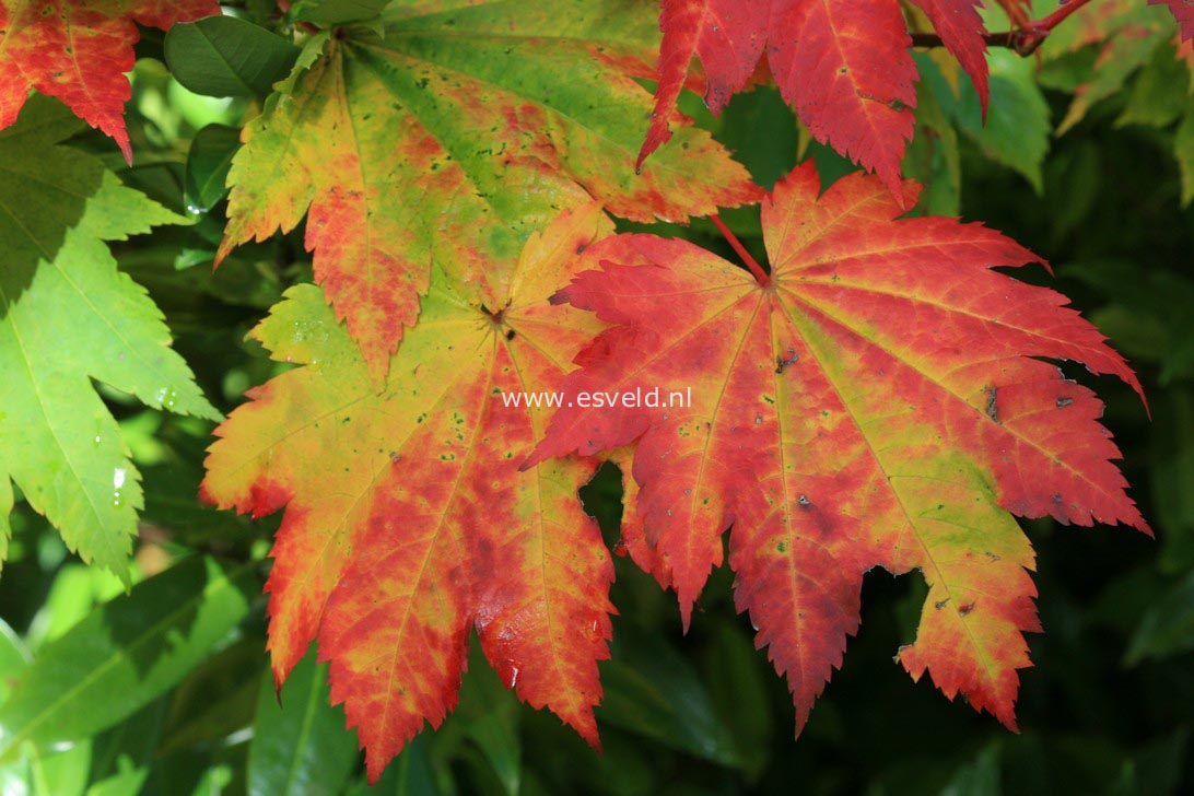 Acer japonicum 'Vitifolium'