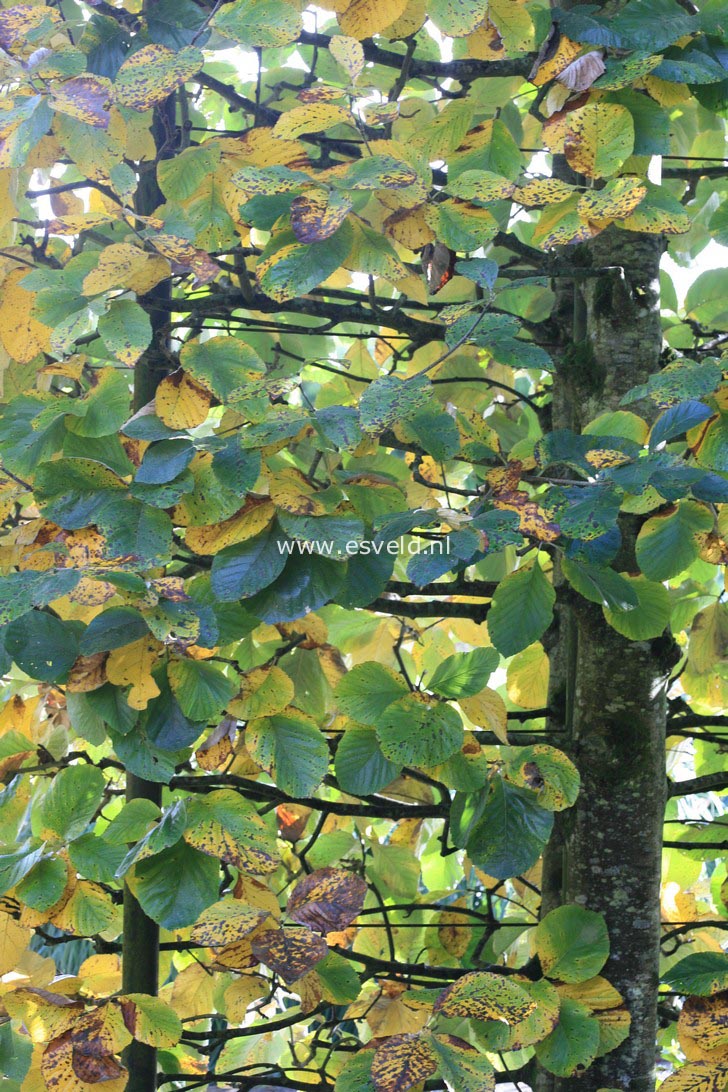 Sorbus thibetica 'John Mitchell'