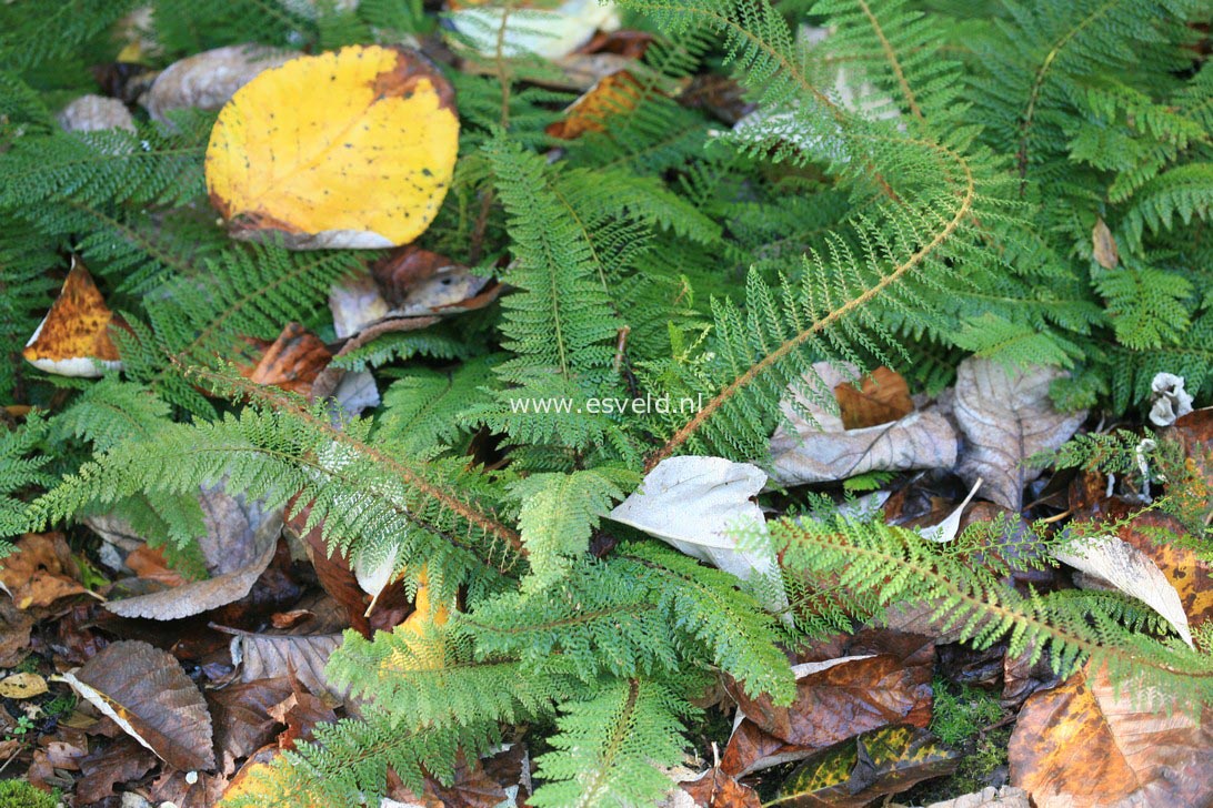 Polystichum setiferum 'Herrenhausen'