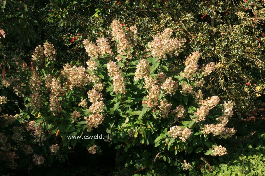 Hydrangea paniculata 'Grandiflora'