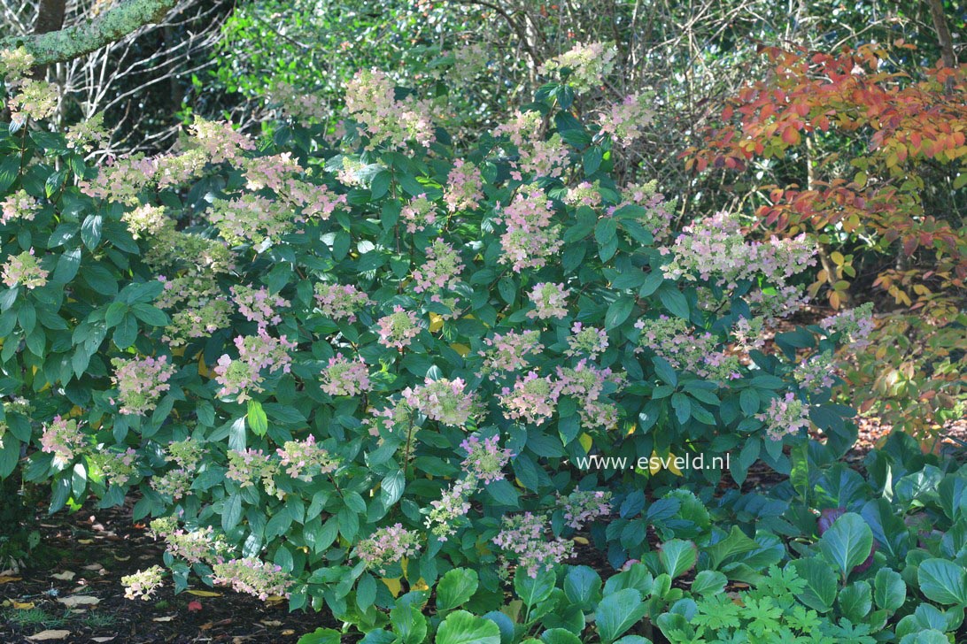 Hydrangea paniculata 'Unique'