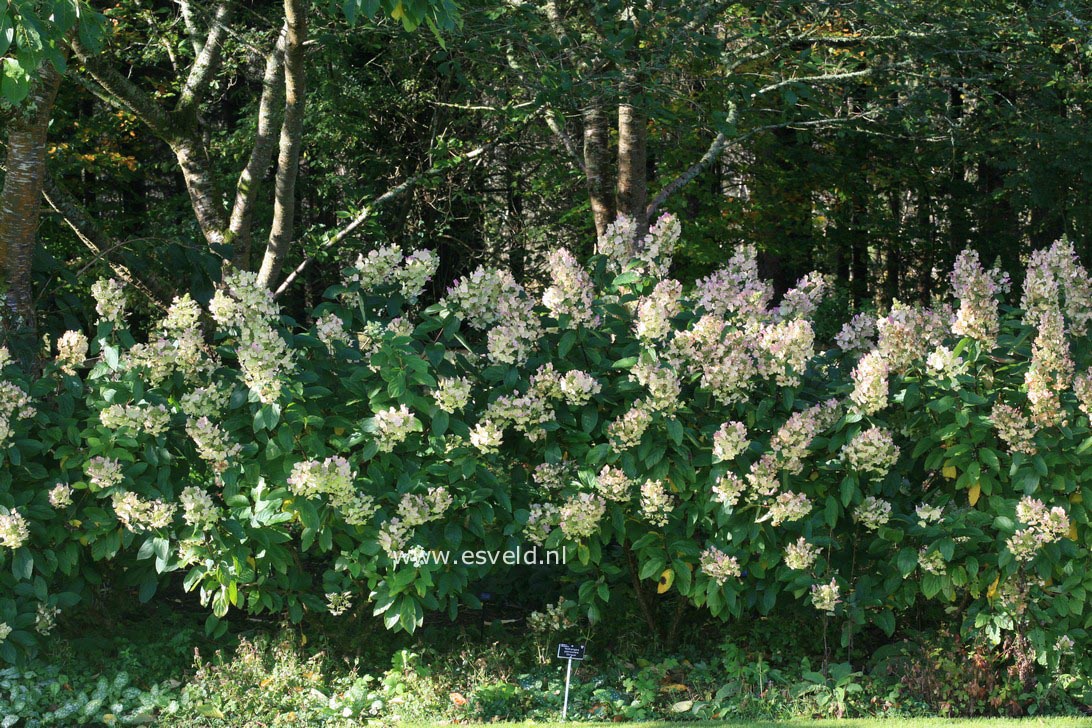 Hydrangea paniculata 'Unique'