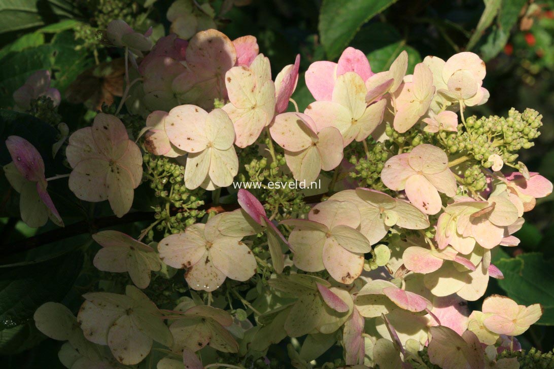 Hydrangea paniculata 'Unique'