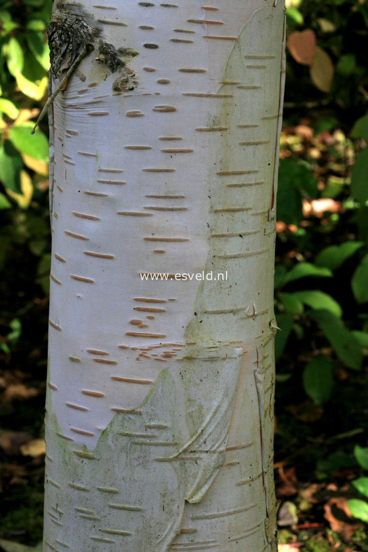 Betula utilis 'Silver Shadow'
