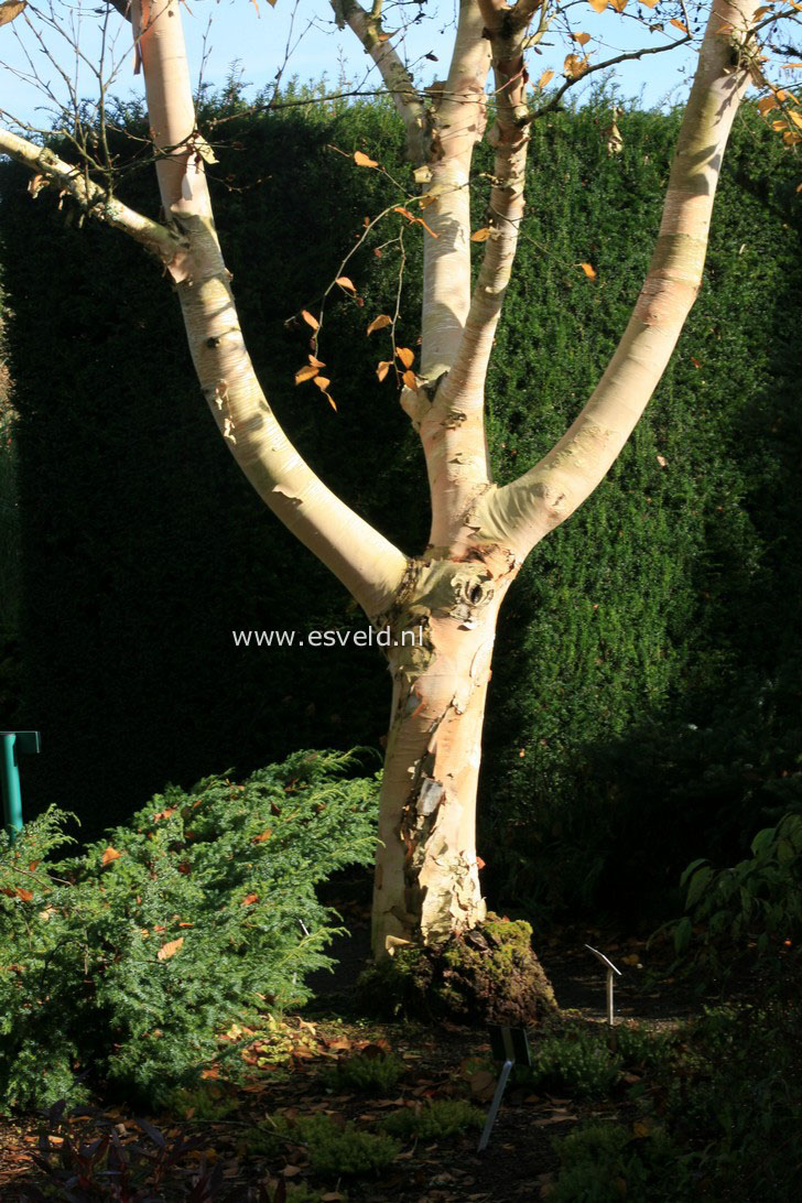 Betula costata
