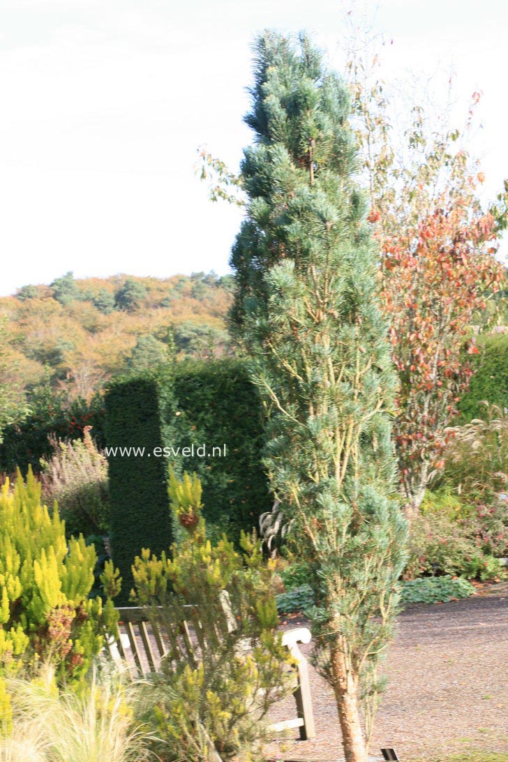 Pinus sylvestris 'Fastigiata'