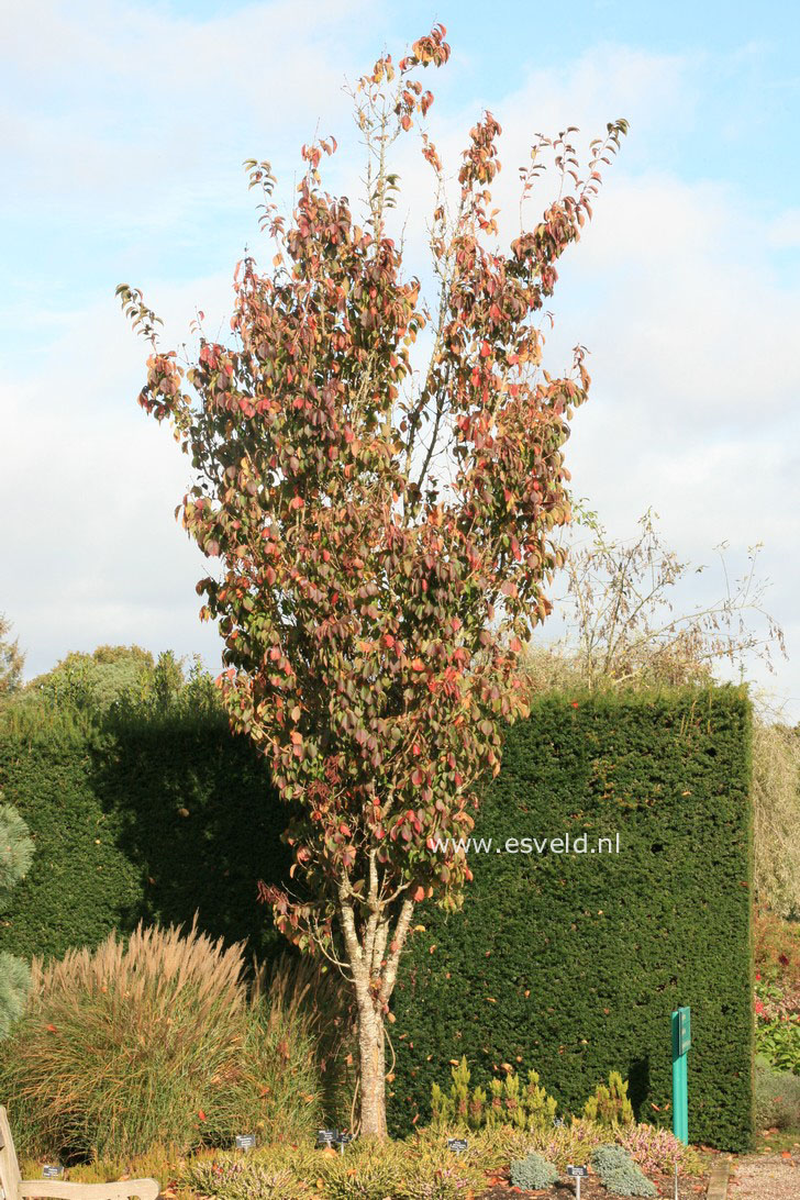 Prunus 'Spire'