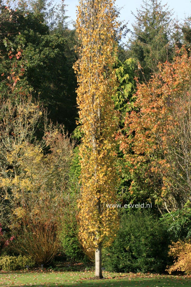 Populus tremula 'Erecta'