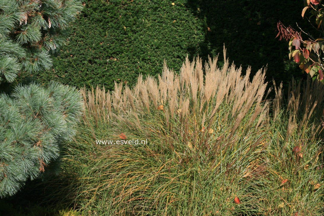 Miscanthus sinensis 'Rotsilber'