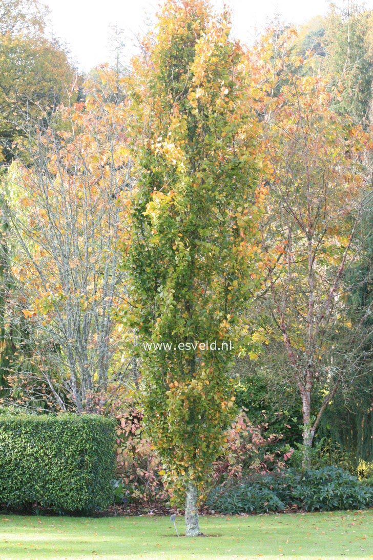 Fagus sylvatica 'Dawyck'