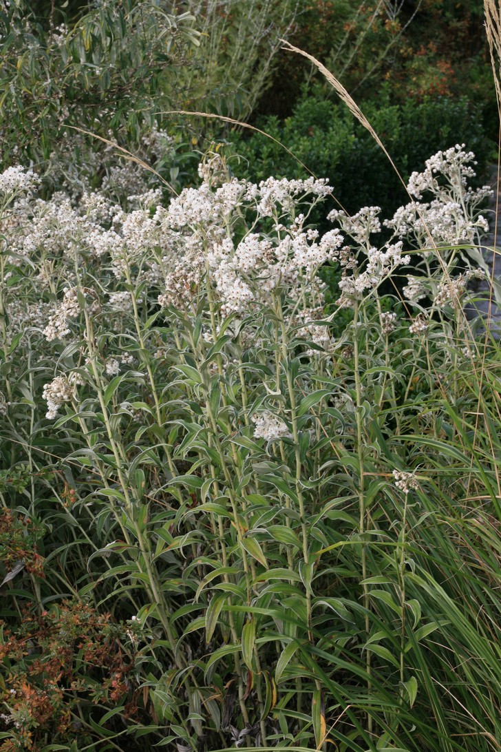 Anaphalis margaritacea