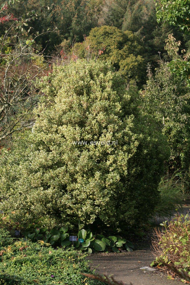 Osmanthus heterophyllus 'Variegatus'