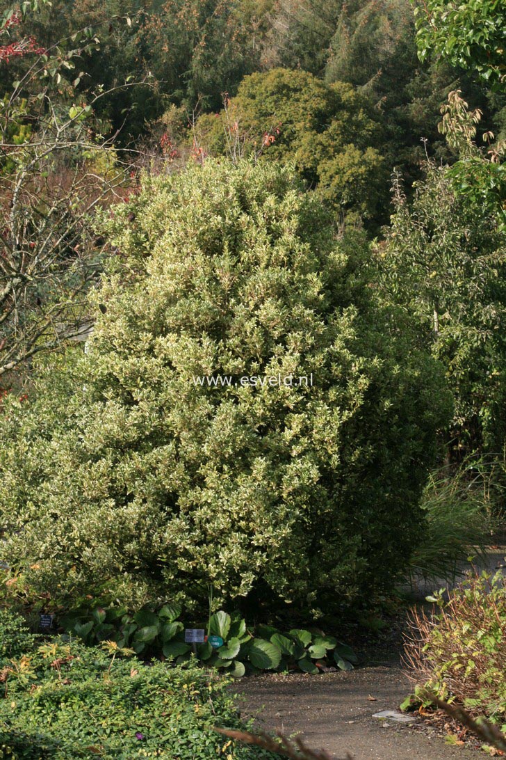 Osmanthus heterophyllus 'Variegatus'