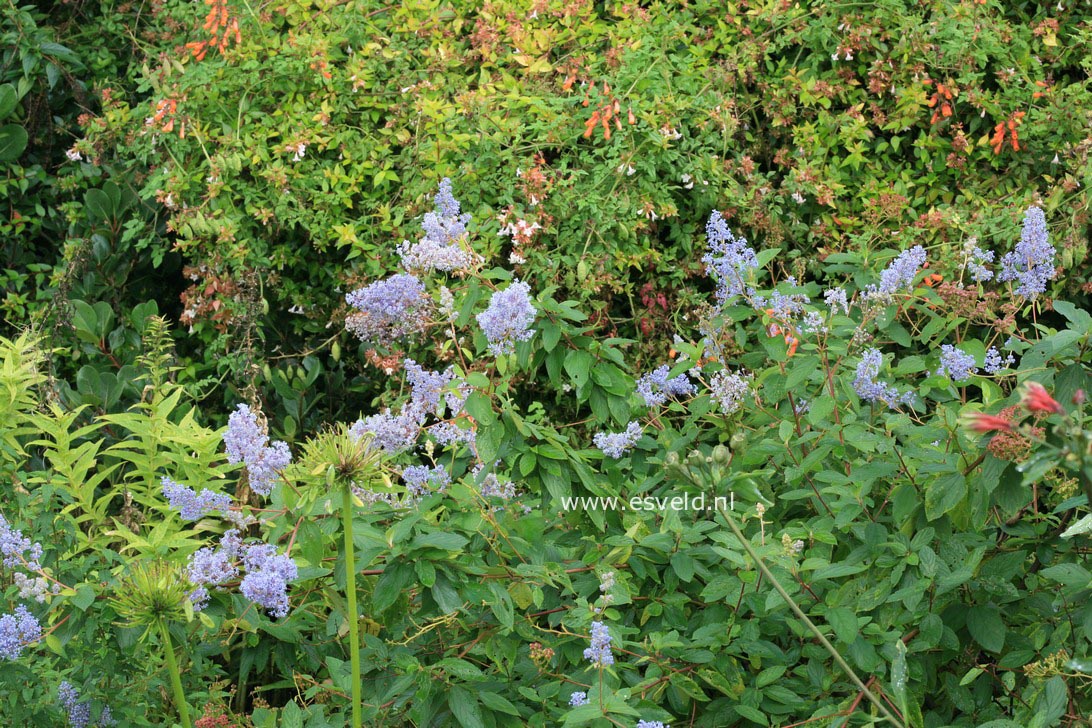 Ceanothus delilianus 'Gloire de Versailles'