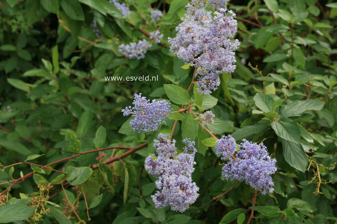 Ceanothus delilianus 'Gloire de Versailles'