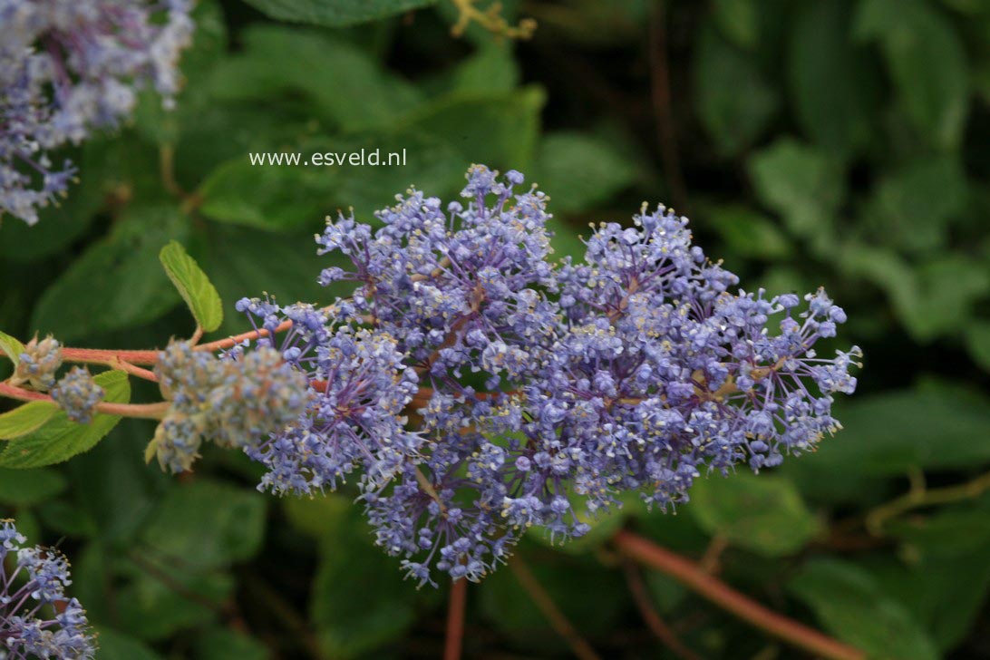 Ceanothus delilianus 'Gloire de Versailles'