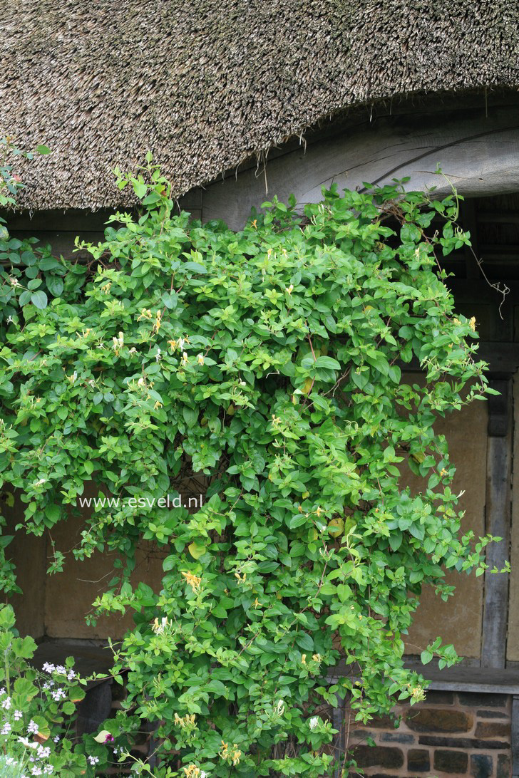 Lonicera japonica 'Hall's Prolific'