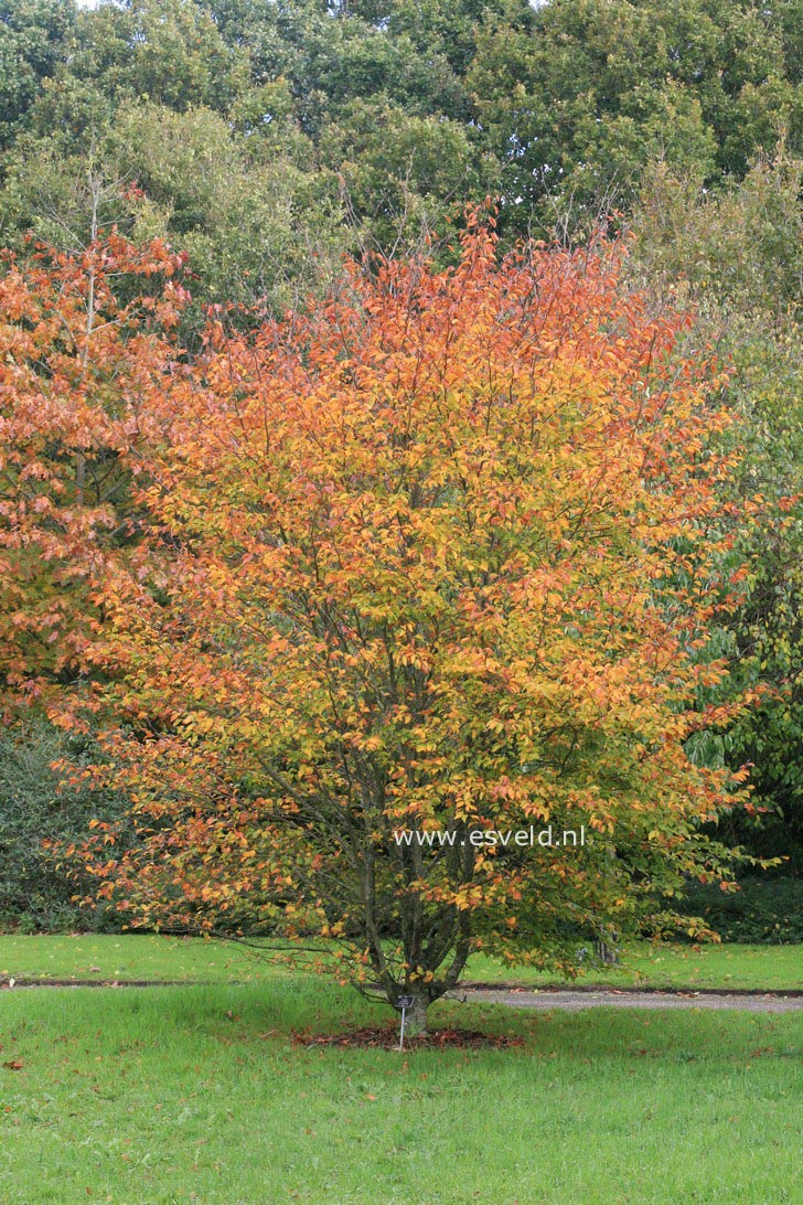 Fagus sylvatica 'Quercifolia'