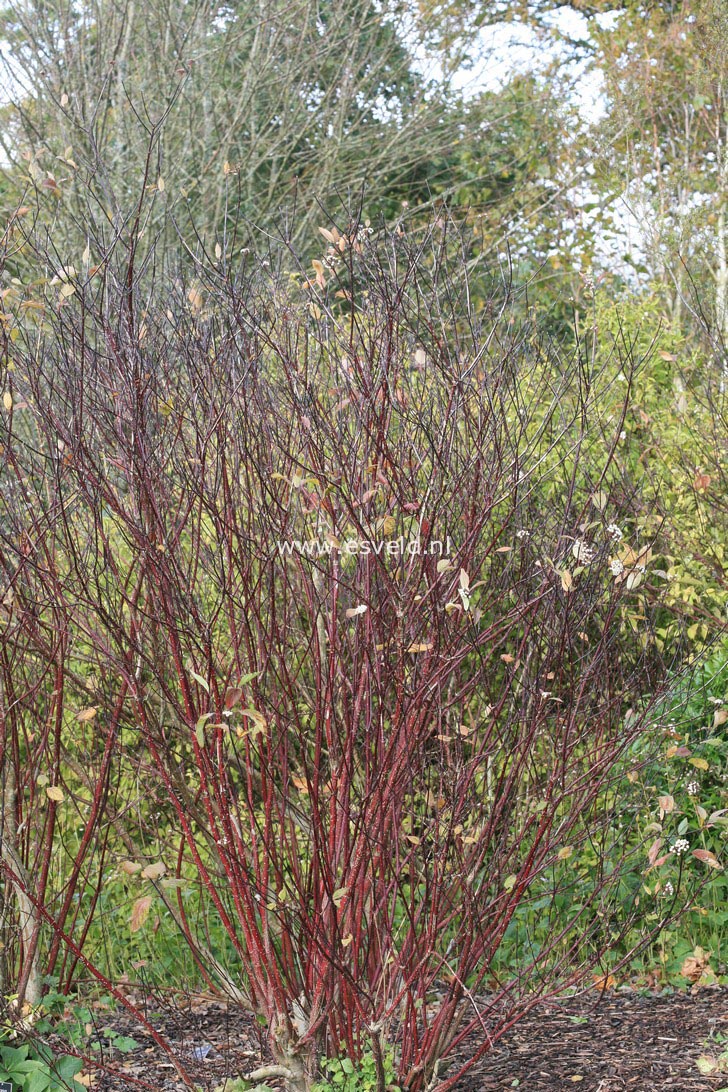 Cornus alba 'Kesselringii'