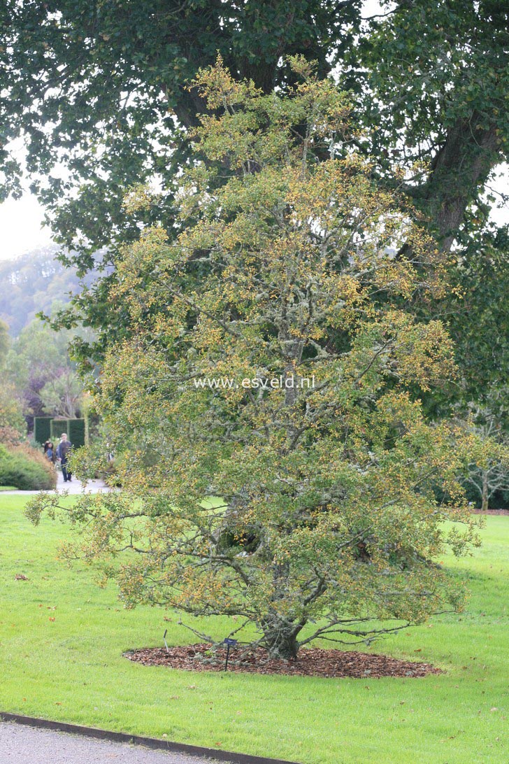 Nothofagus antarctica