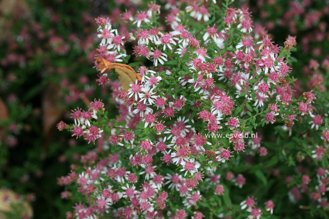 Aster lateriflorus 'Horizontalis'