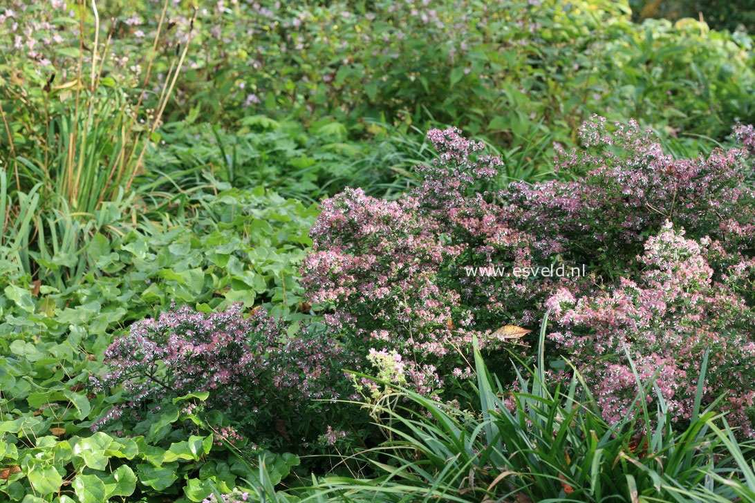 Aster lateriflorus 'Horizontalis'