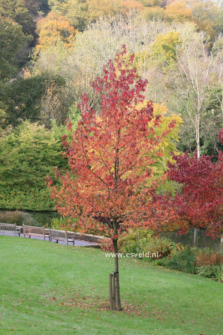 Liquidambar styraciflua 'Worplesdon'