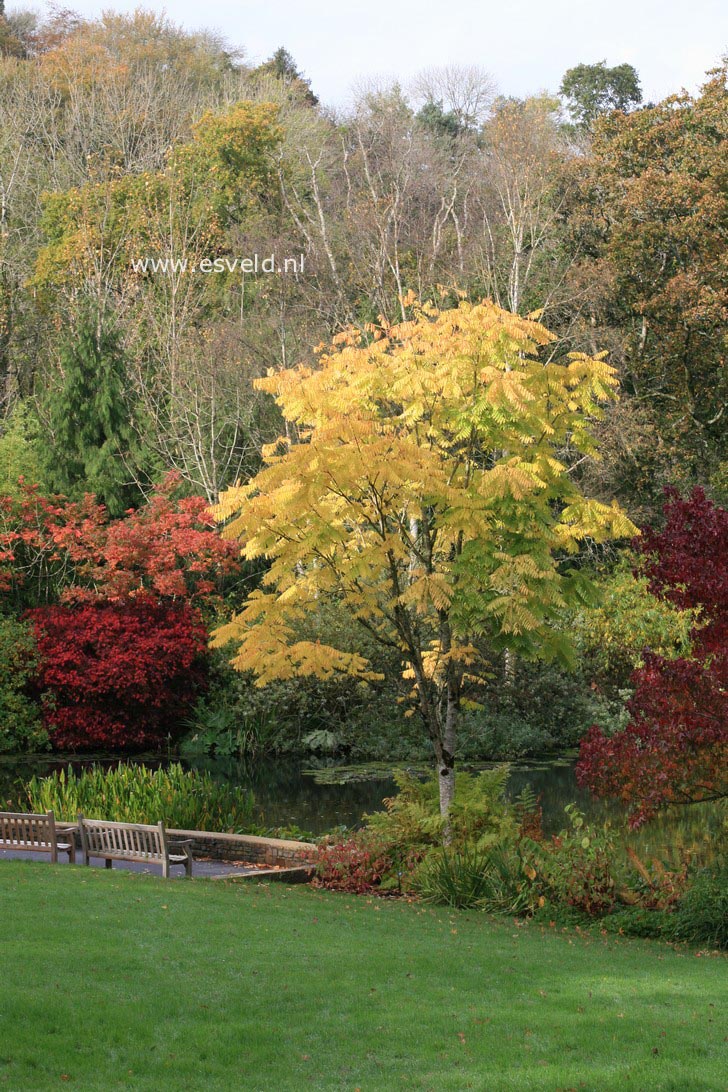 Toona sinensis