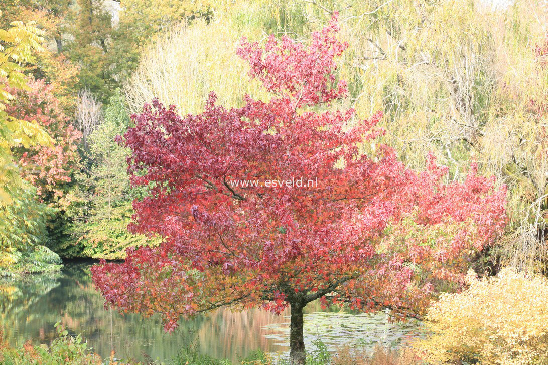 Liquidambar styraciflua 'Worplesdon'