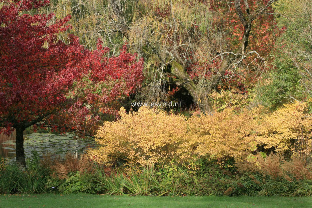 Cornus sanguinea 'Midwinter Fire'