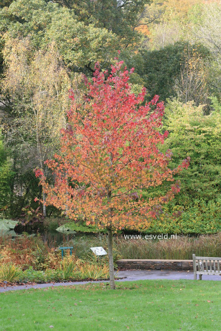 Liquidambar styraciflua 'Worplesdon'