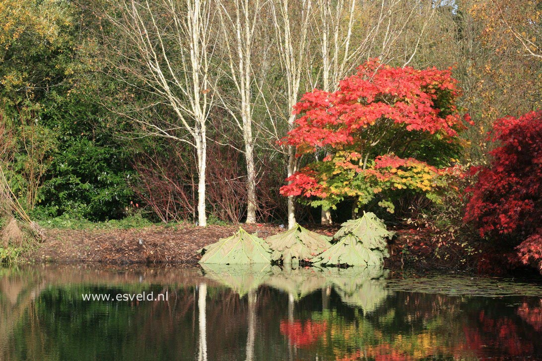 Acer japonicum 'Vitifolium'