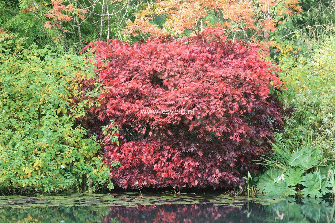 Acer palmatum 'Nicholsonii'