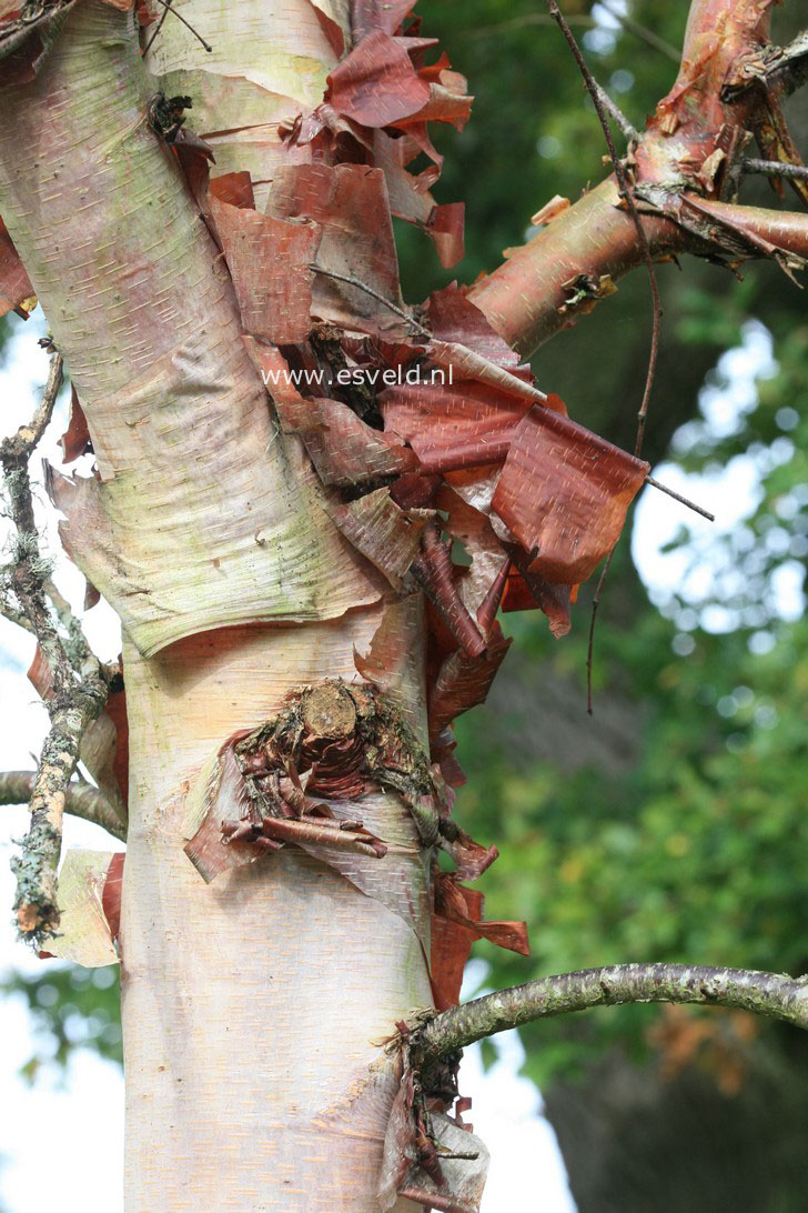 Betula albosinensis 'Kenneth Ashburner'