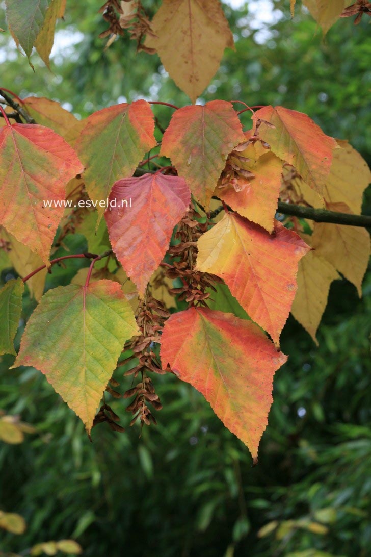 Acer capillipes