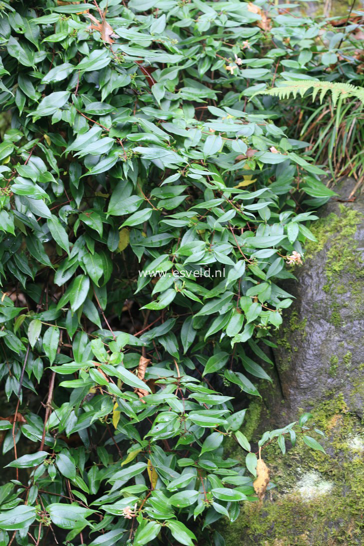 Lonicera alseuosmoides