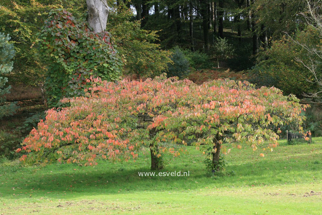 Prunus serrulata 'Shogetsu'