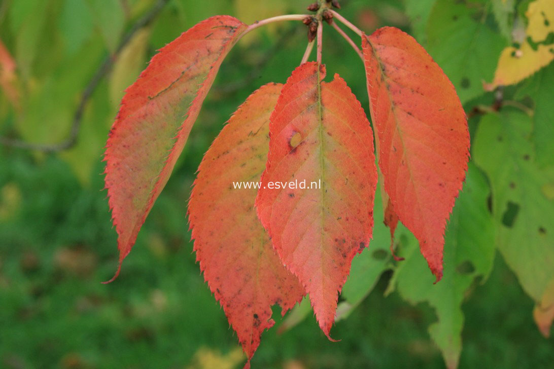 Prunus serrulata 'Shogetsu'