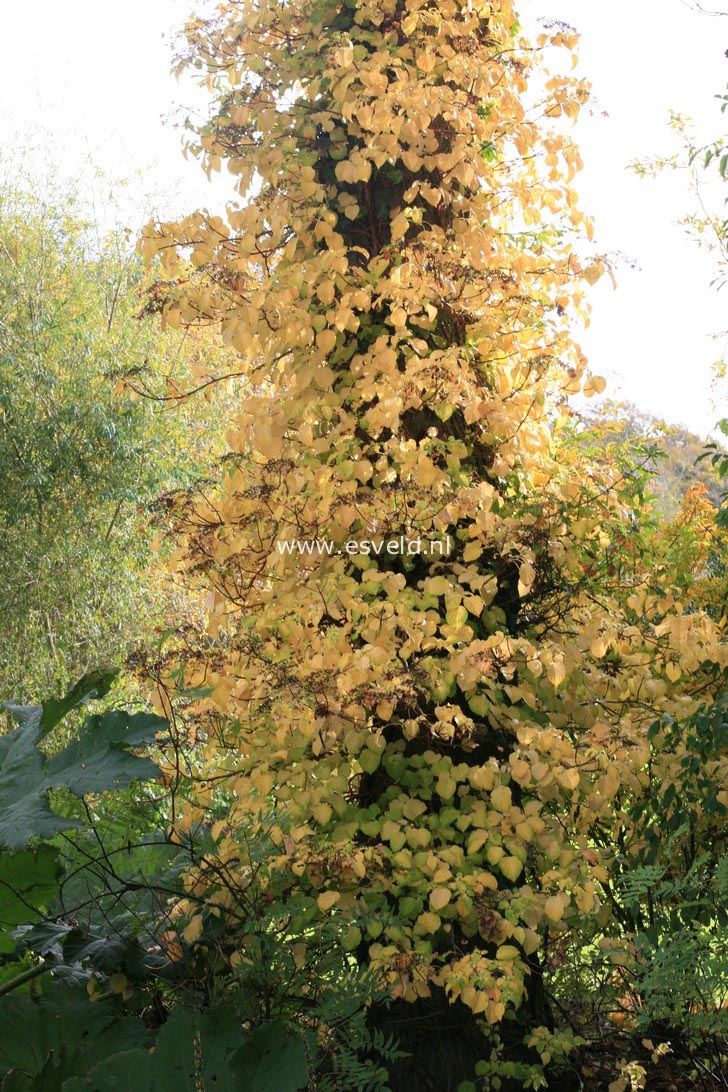 Hydrangea anomala petiolaris