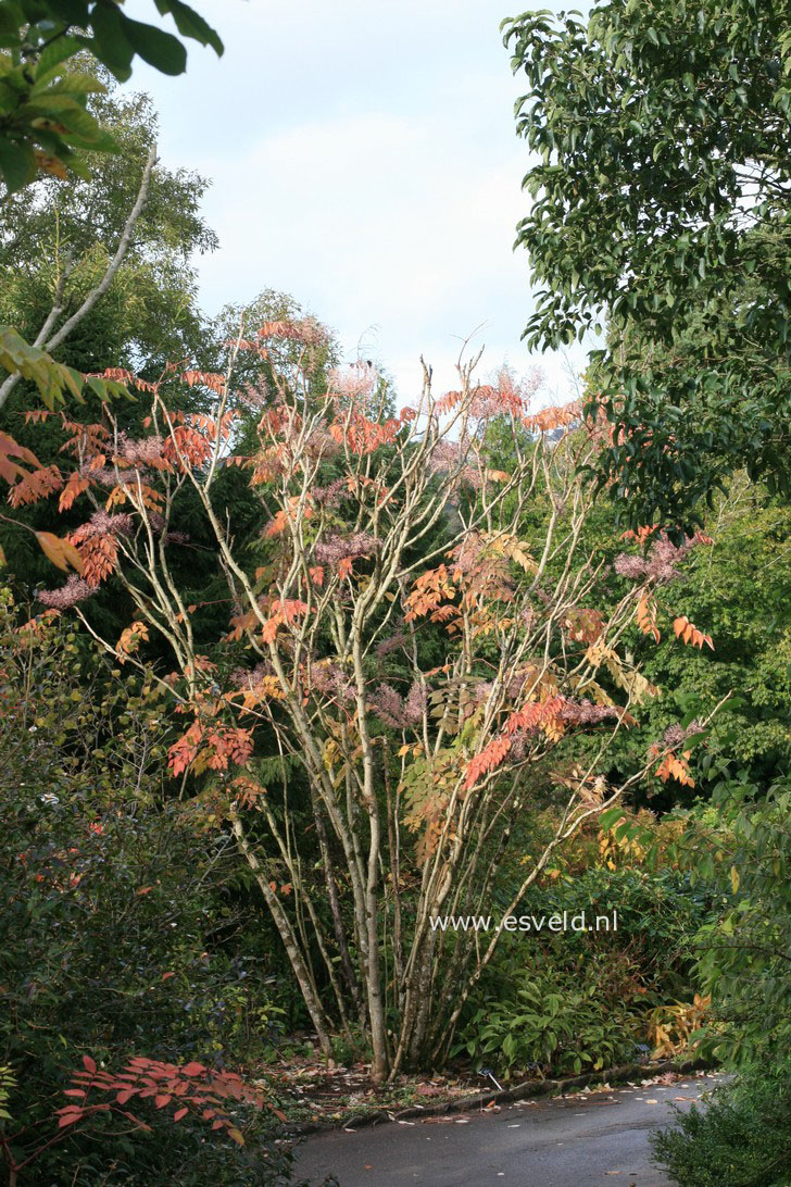 Aralia chinensis