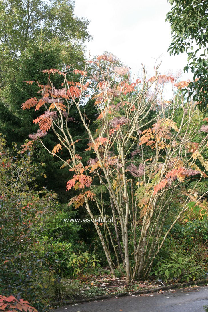 Aralia chinensis