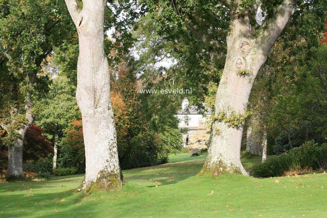 Quercus robur