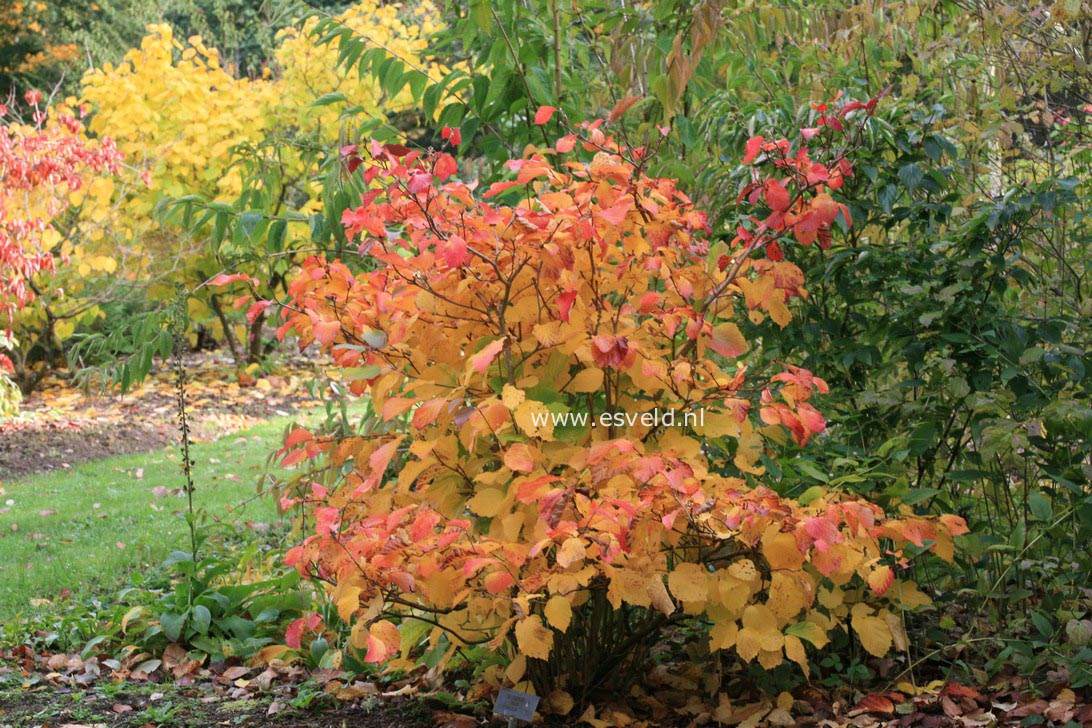 Fothergilla major