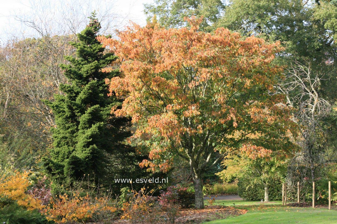 Acer davidii ssp. grosseri