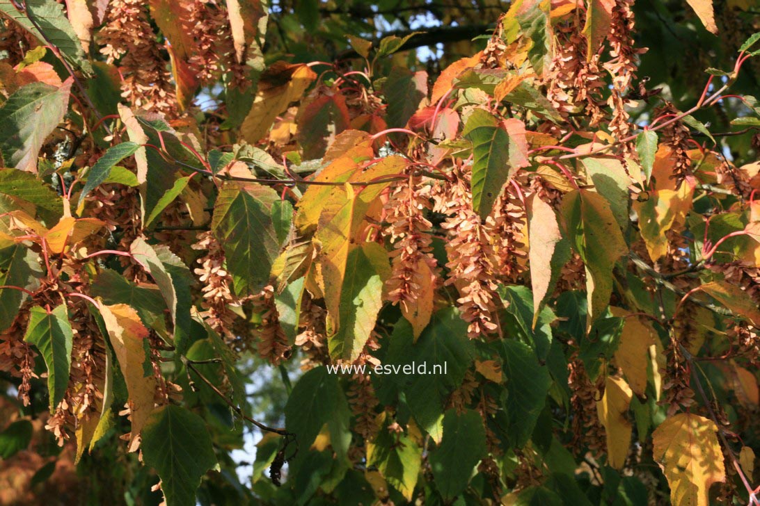 Acer davidii ssp. grosseri